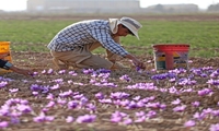 ۶۰ درصد زعفران خراسان شمالی وارد چرخه فرآوری و ارزش افزوده شد